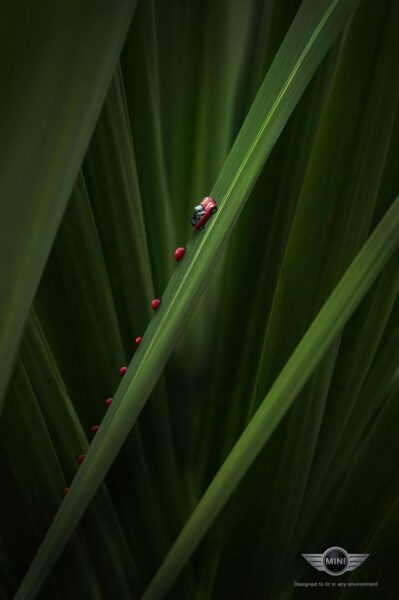 mini inspired by nature